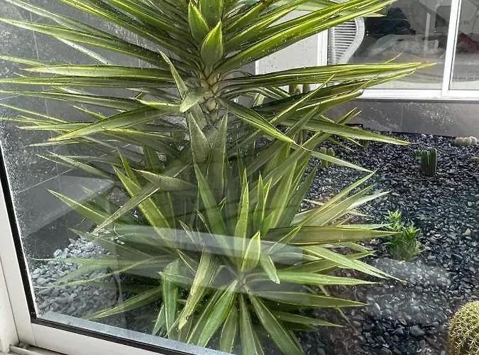 Apartment Sea View 2-bedroom Colony Club Puerto del Carmen (Lanzarote)